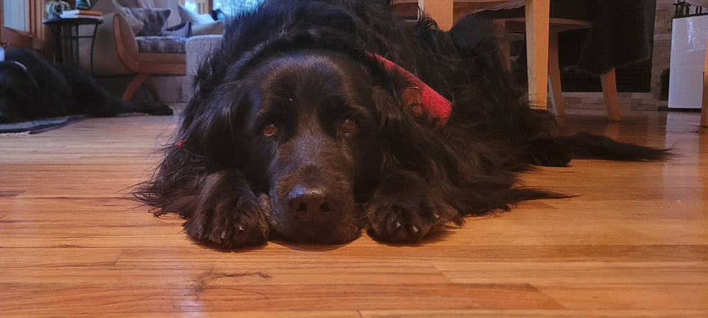 Décès de notre co -mascotte
