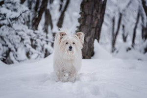 Protégez votre chien des engelures