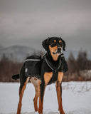 Sac à dos canin
