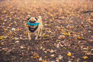jouets pour chiens