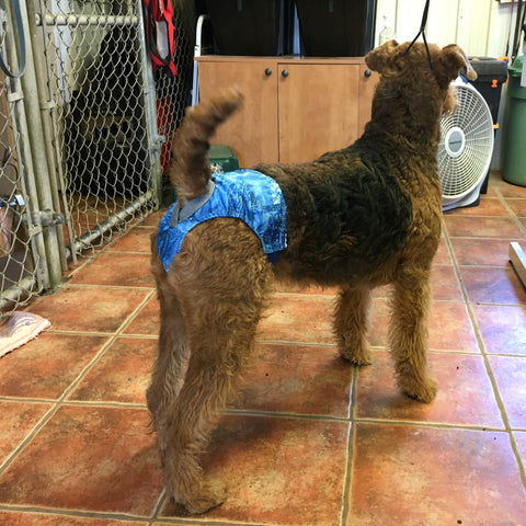 Culotte-couche pour chien femelle