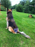 Culotte-couche pour chien femelle