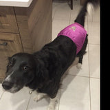 Culotte-couche pour chien femelle