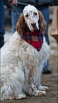 Foulard de Polar